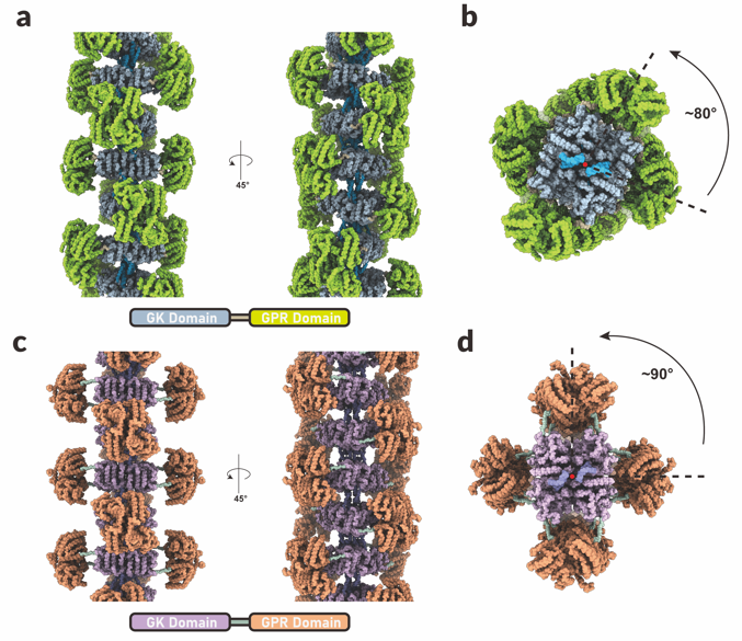 SLST researchers unravel the mechanisms underlying plant proline metabolism